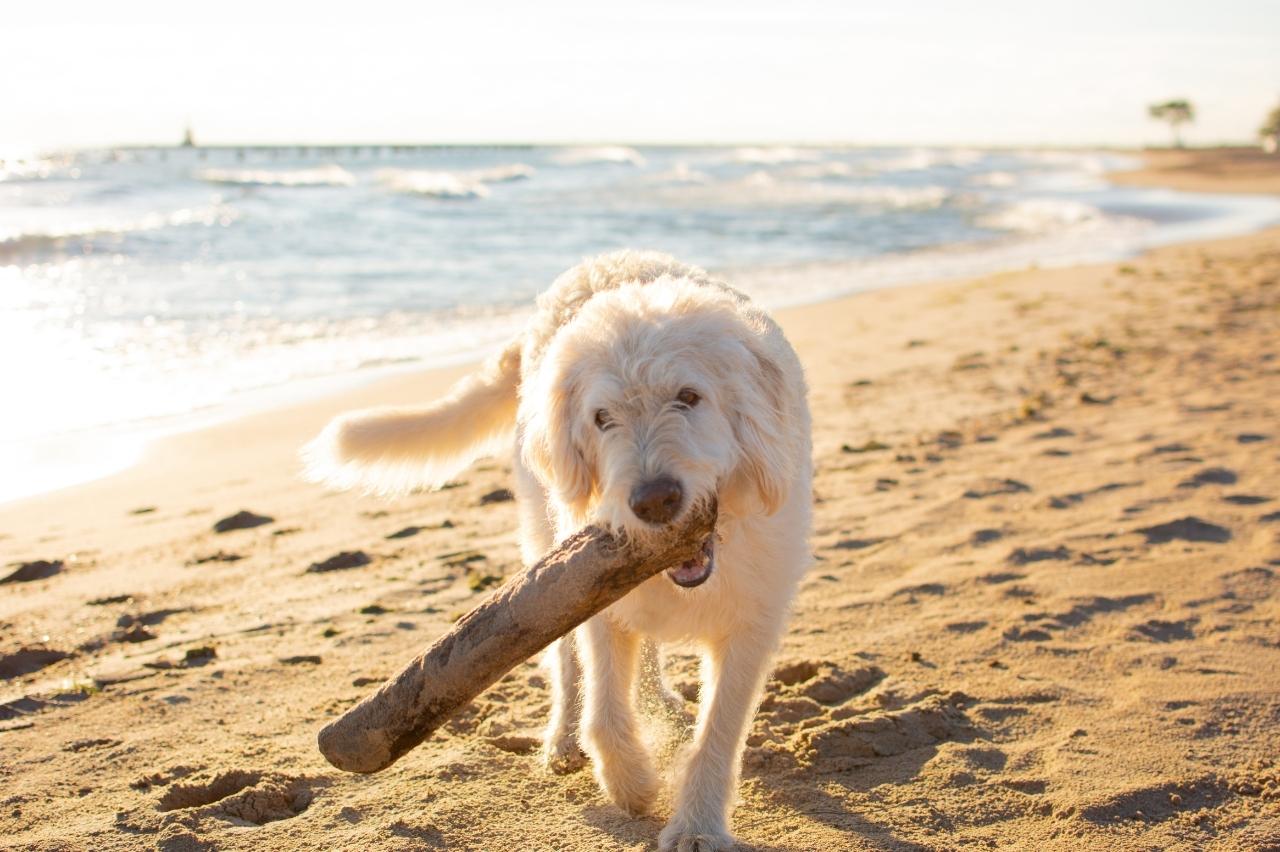 10 Best Bully Sticks for Labradoodles