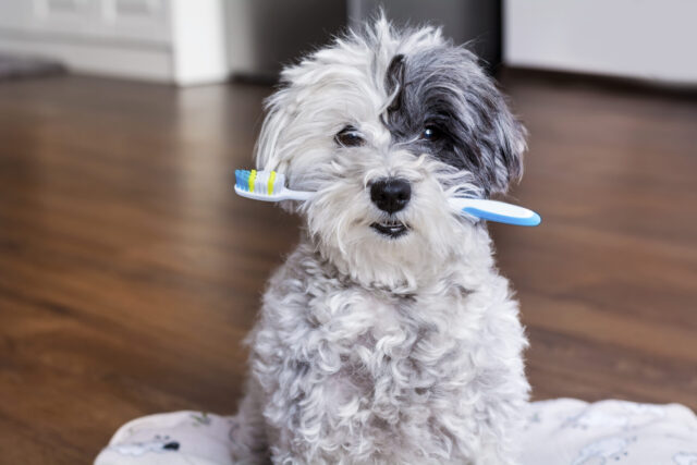 Little dog holding toothbrush