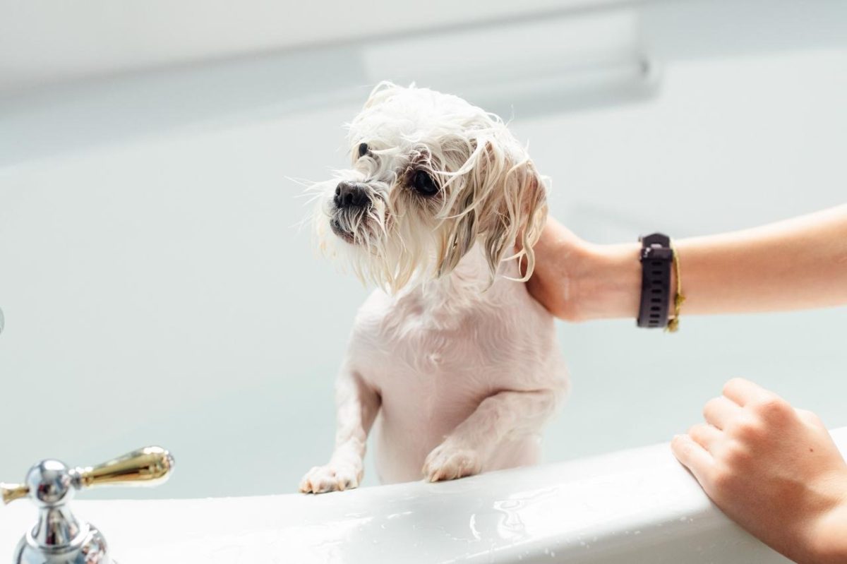 Maltese looking delicate and dramatic during bath
