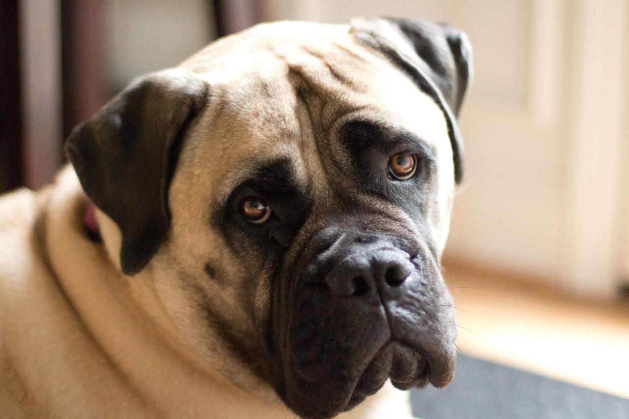 Best dog cameras for Mastiffs