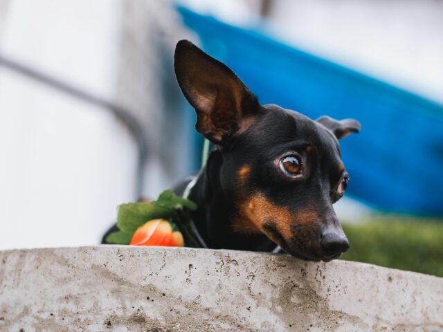 smart dog feeders for Miniature Pinschers