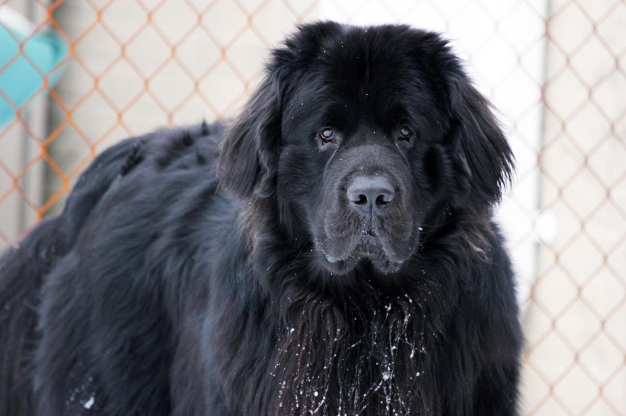 7 Best Online Dog Training Classes for Newfoundlands