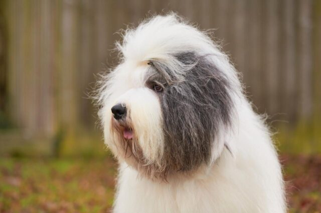 Best online dog training classes for Old English Sheepdogs