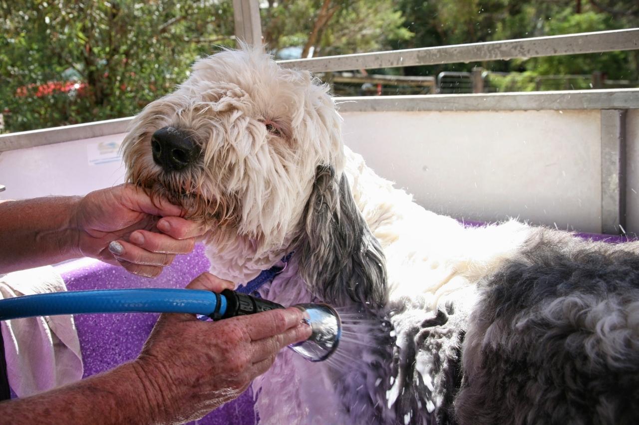 Best bathtub for Old English Sheepdogs