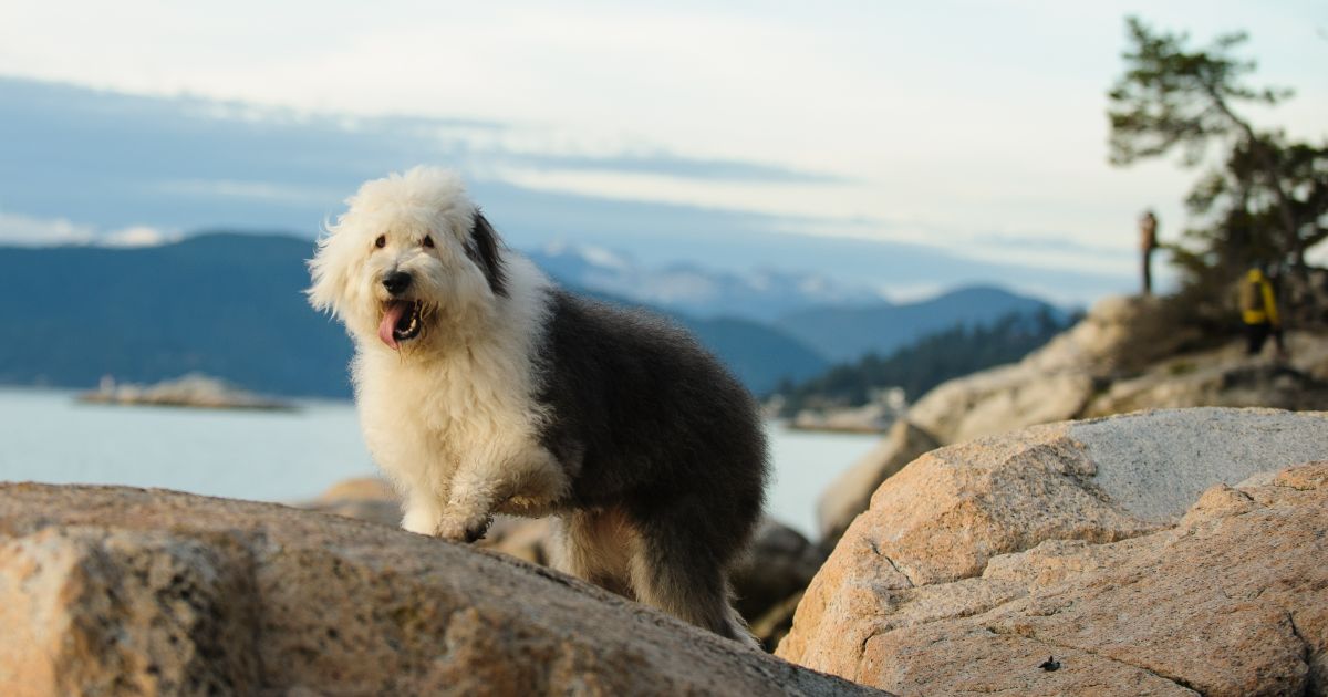 Old_English_Sheepdog_Featured10