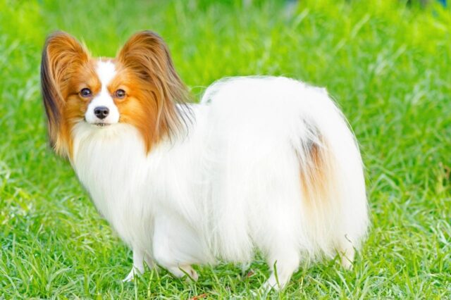 Best online dog training classes for Papillons