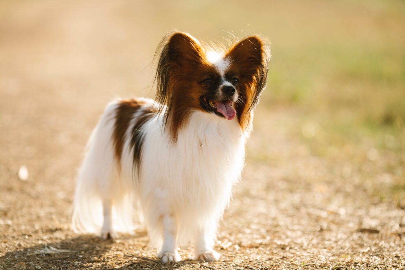 smart dog feeders for Papillons