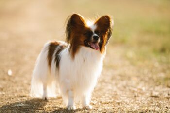 the best smart dog feeder for your Papillon
