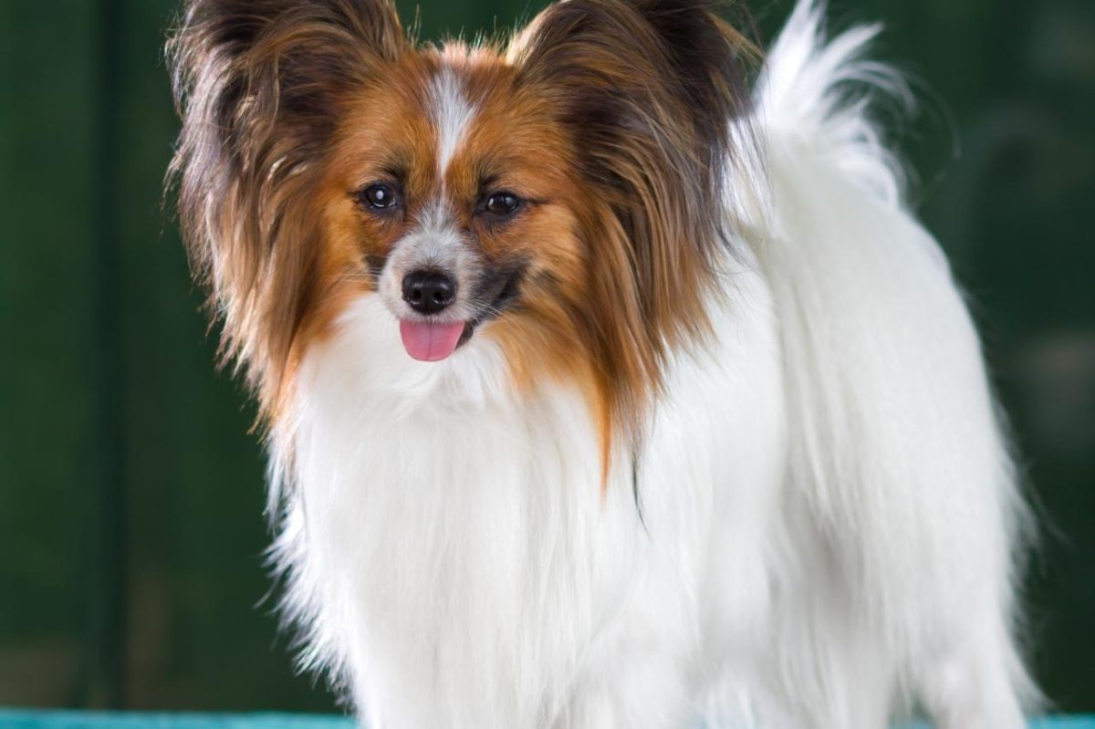 Best bathtub for Papillons