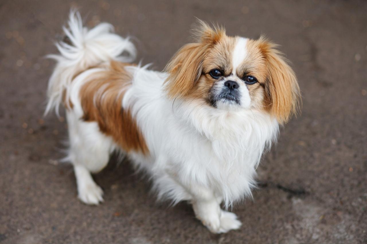 Best online dog training classes for Pekingese