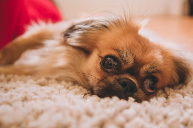 Best dog multivitamins for Pekingese