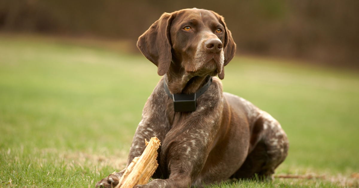 Ultimate Protection For Pets While Outdoors: PetSafe Basic In-Ground System Review 2025