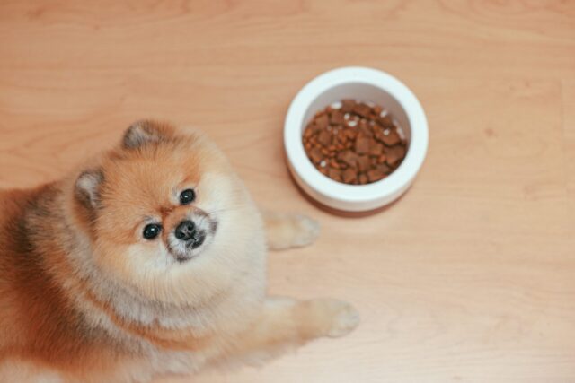 smart dog feeders for Pomeranians