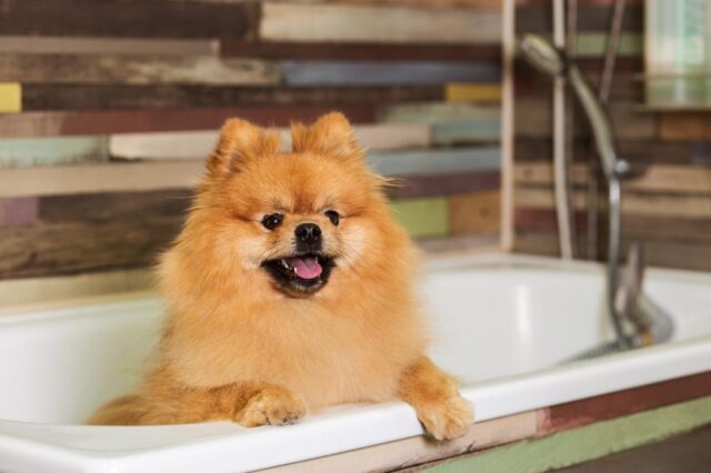 Best bathtub for Pomeranians