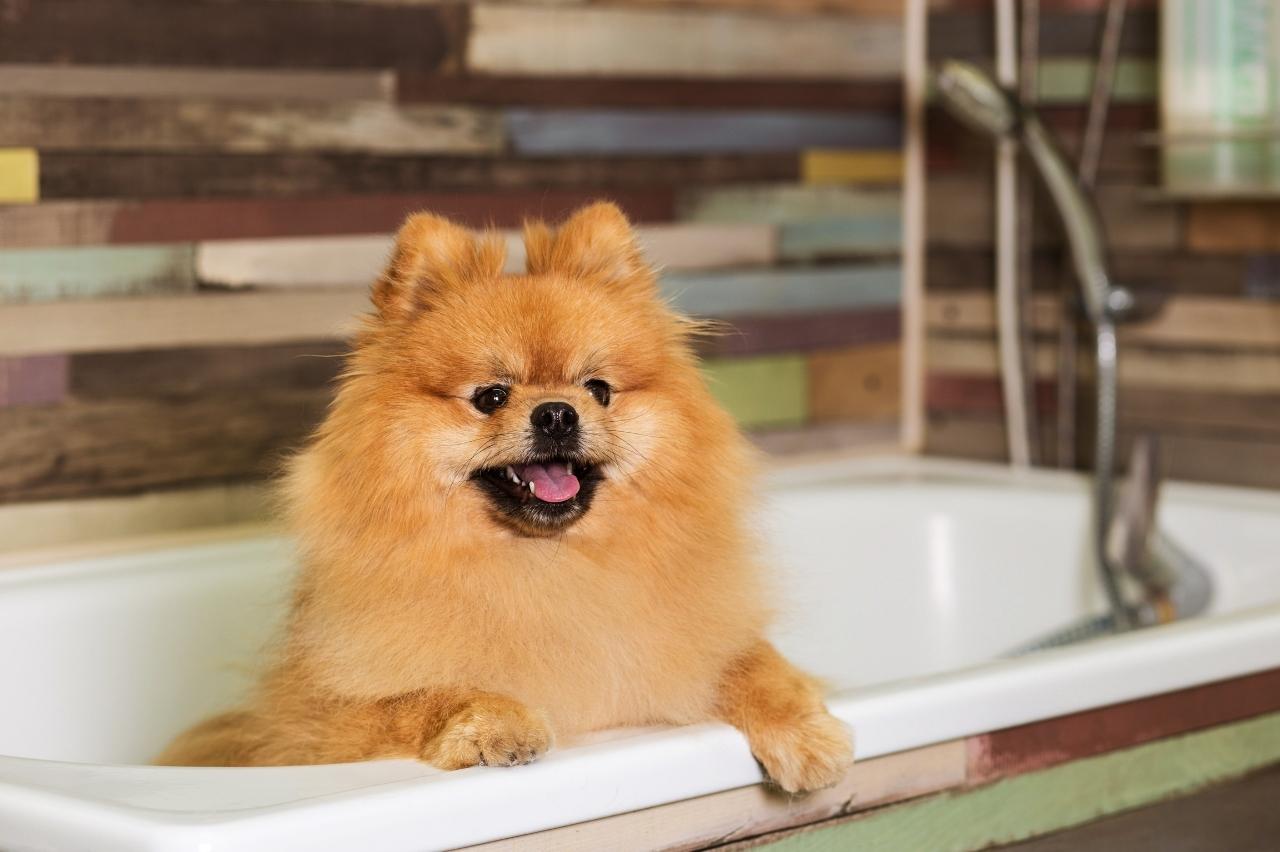 The 8 Best Dog Bathtubs For Pomeranians