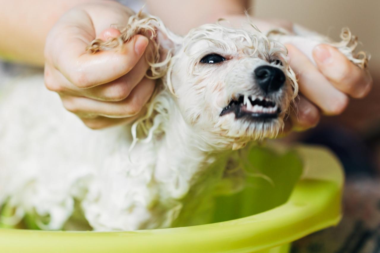 Best bathtub for Poodles