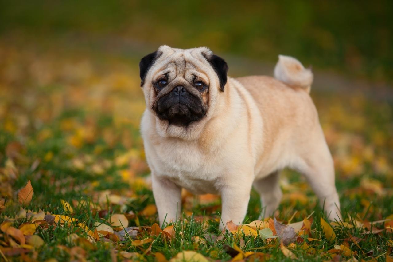 Best online dog training classes for Pugs