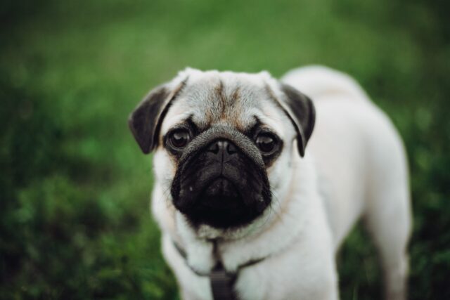 smart dog feeders for Pugs