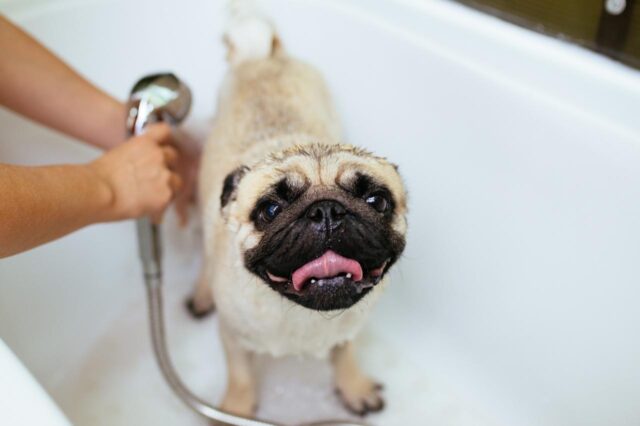 Best bathtub for Pugs
