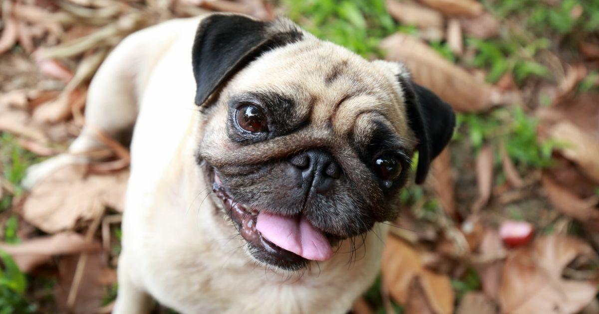 Pug_Featured10
