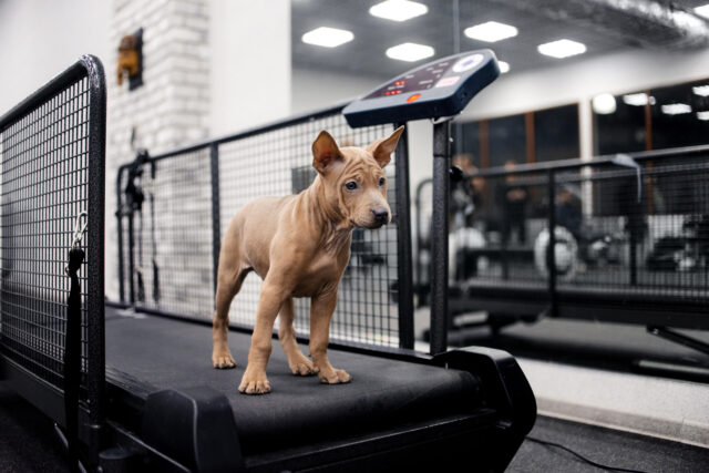 Puppy on dog treadmill