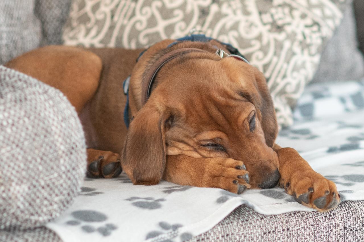 what vitamins can be given to rhodesian ridgeback