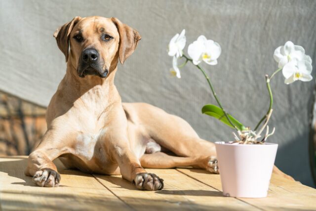 smart dog feeders for Rhodesian Ridgebacks