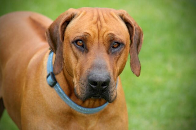 Best bathtub for Rhodesian Ridgebacks