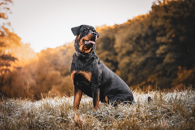 Best Dog Treadmill Products for Rottweilers