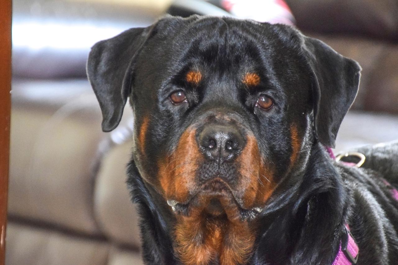 The 8 Best Dog Bathtubs For Rottweilers