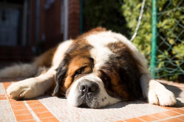 Best dog multivitamins for Saint Bernards