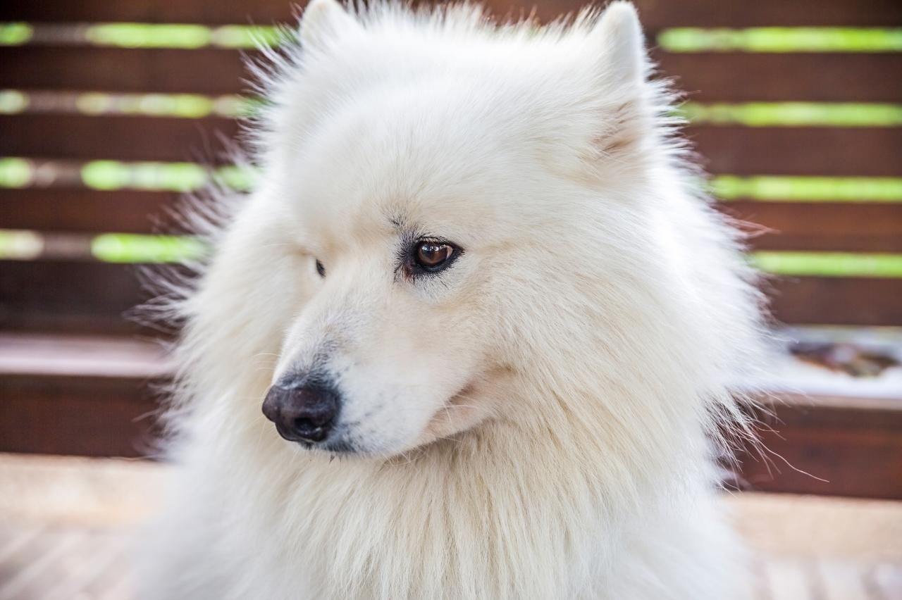 Best bathtub for Samoyeds