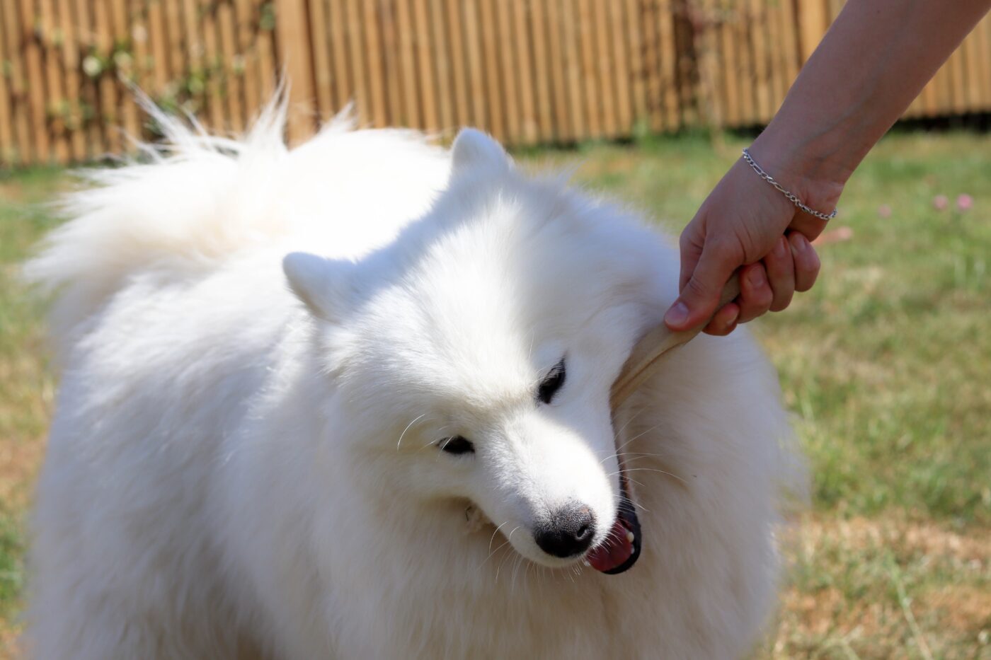 the best smart dog feeder for your Samoyed