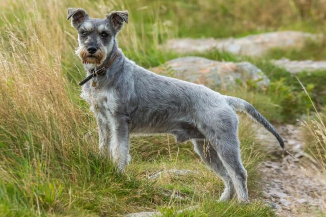 Best online dog training classes for Schnauzers