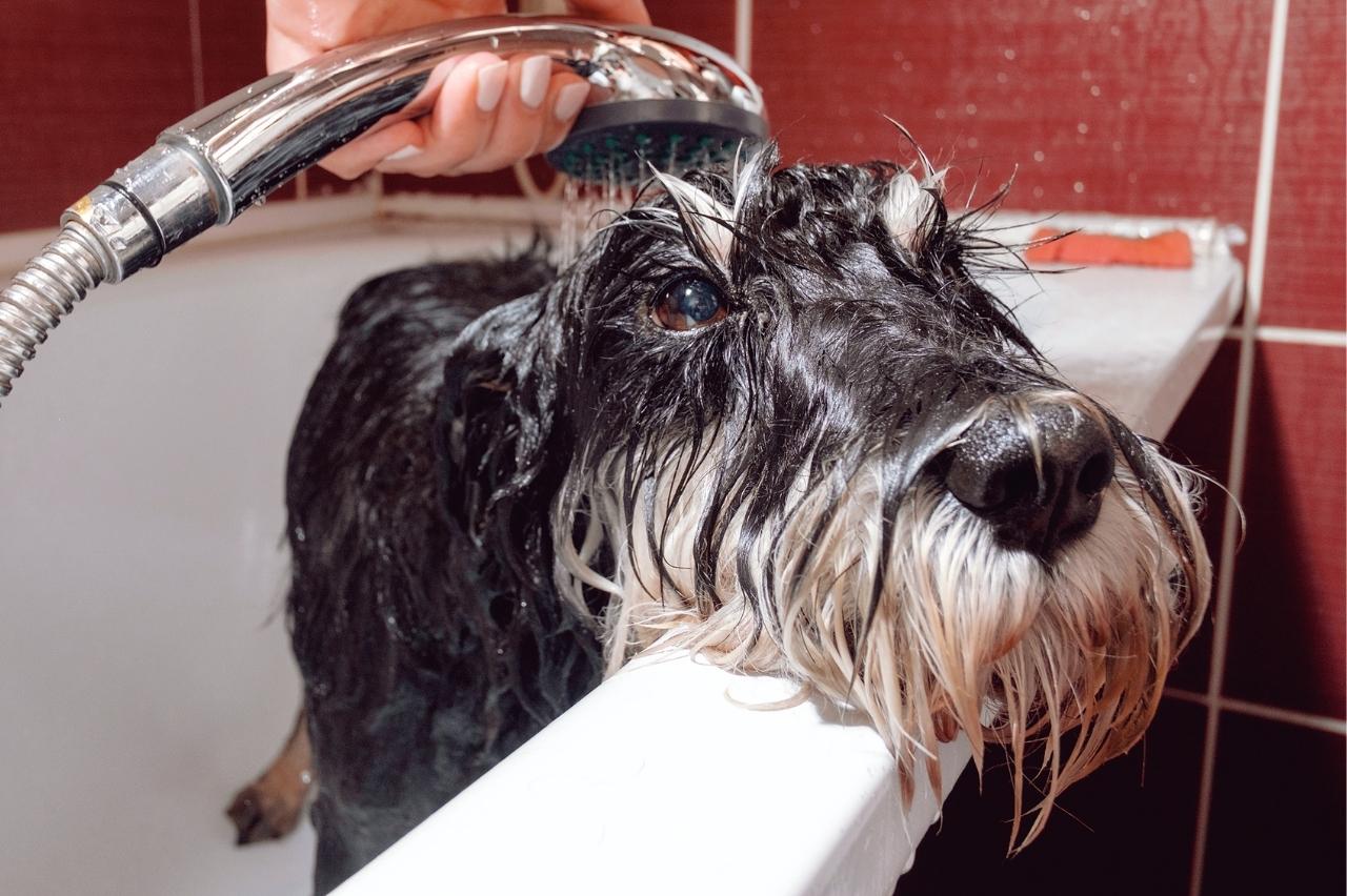 The 8 Best Dog Bathtubs For Schnauzers