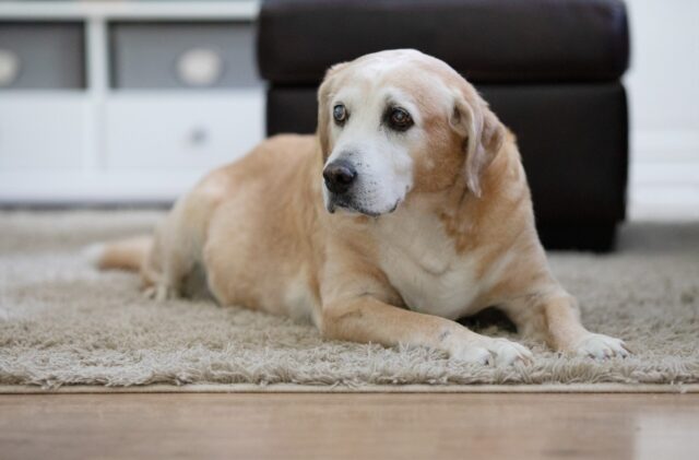 Senior dog on rug
