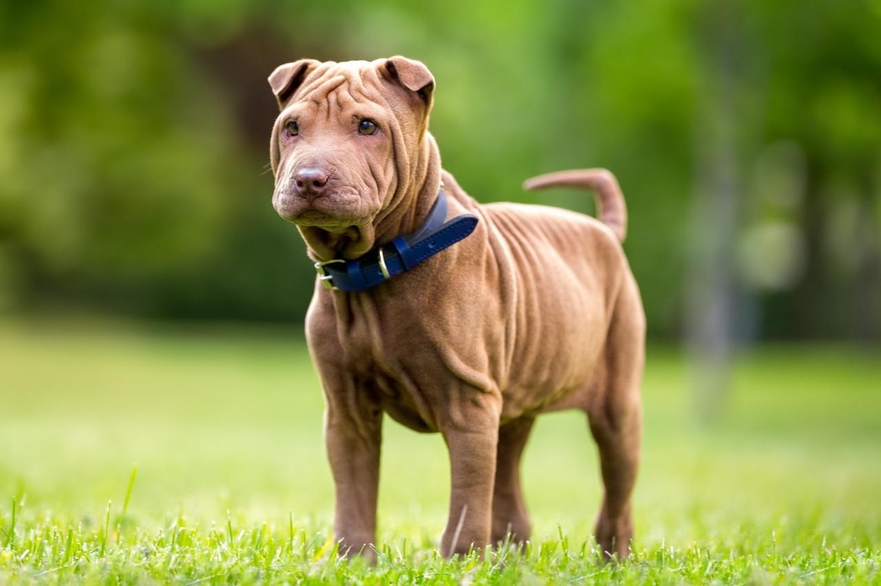 Best online dog training classes for Shar Peis