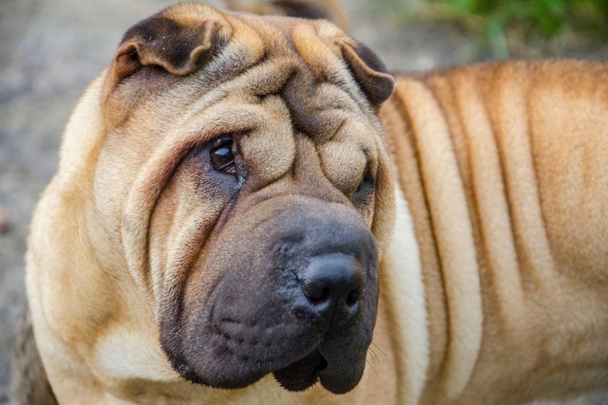 Chinese Shar-Pei conveying loyal confidence and thoughtful reserve from its ancient Chinese heritage