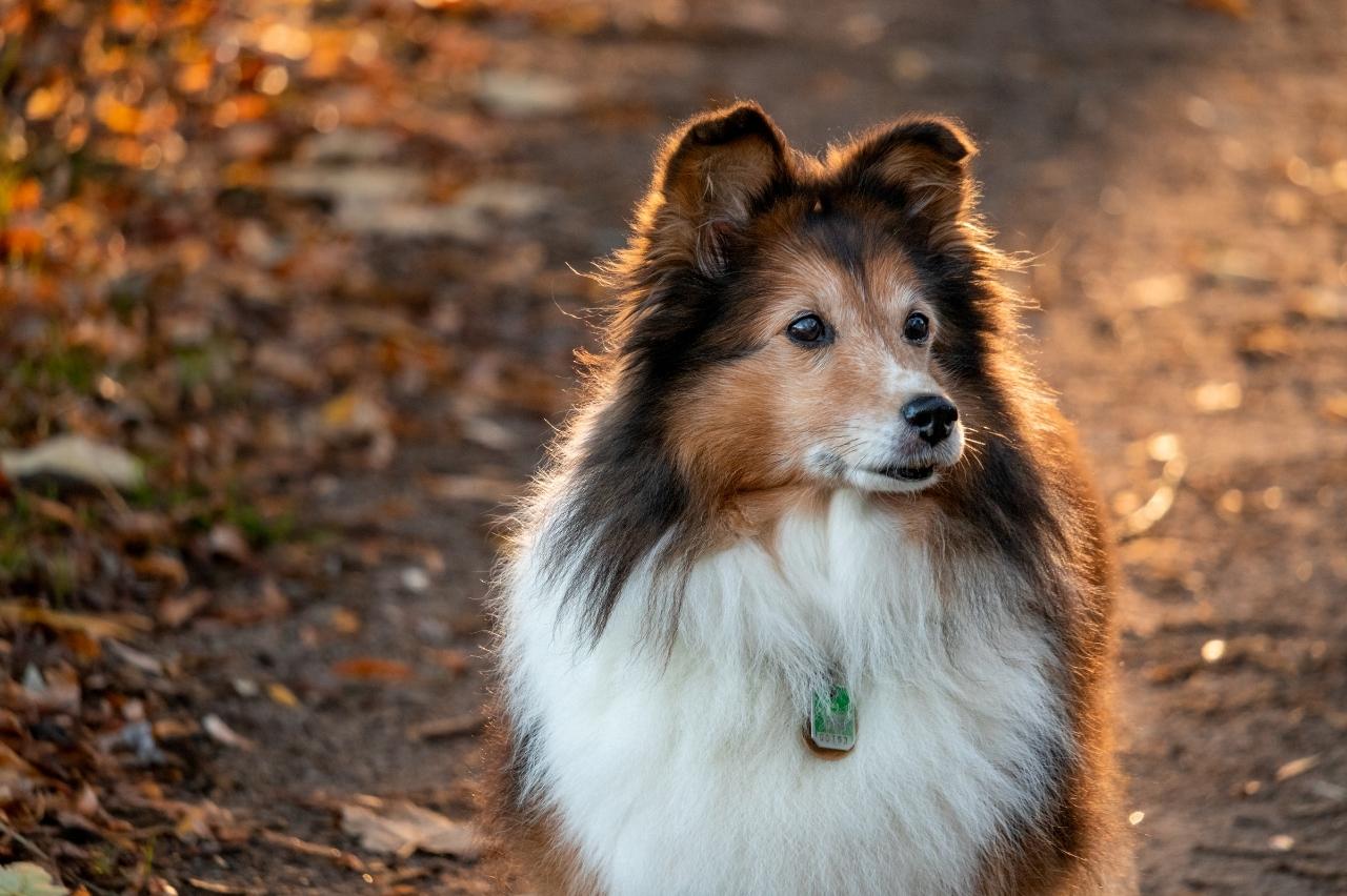 7 Best Online Dog Training Classes for Shelties