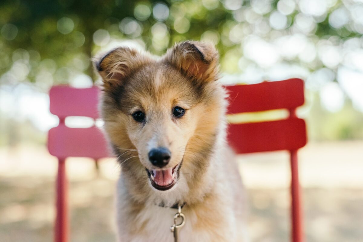 9 Best Smart Dog Feeders for Shelties in 2025