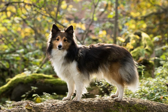 Best Dog Treadmill Products for Shelties