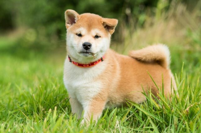 Les meilleurs cours d'éducation canine en ligne pour Shiba Inus