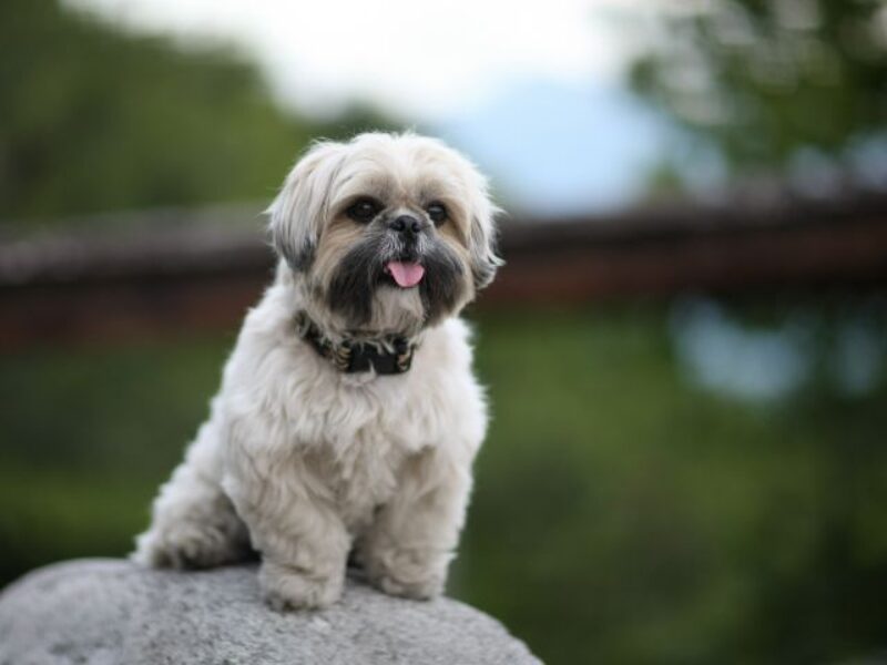 Image showcasing The 24 Easiest-To-Live-With Dog Breeds - iHeartDogs.com