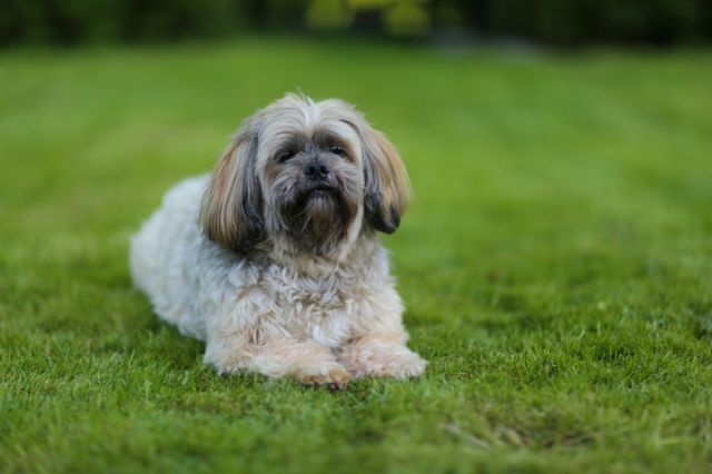 Is a Shih Tzu a Good Guard Dog?