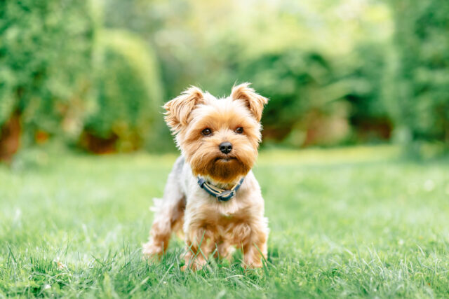 Small dog in green yard