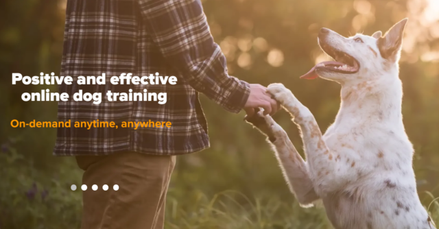 Online lessons can help you teach a dog not to jump on people