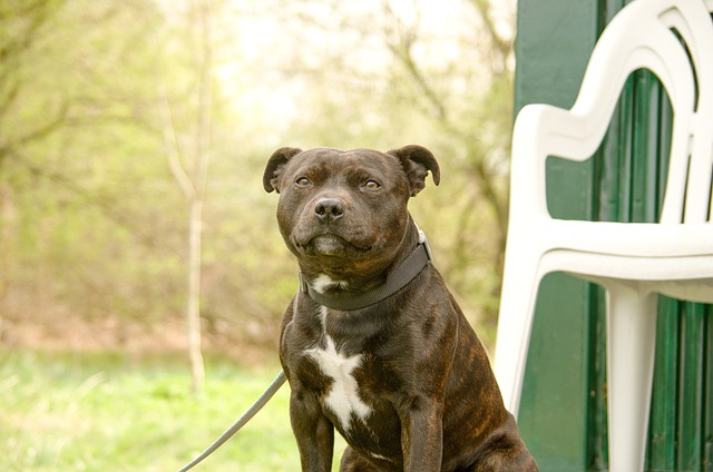 7 Best Dog Treadmill Products To Keep Your Staffordshire Bull Terrier In Shape