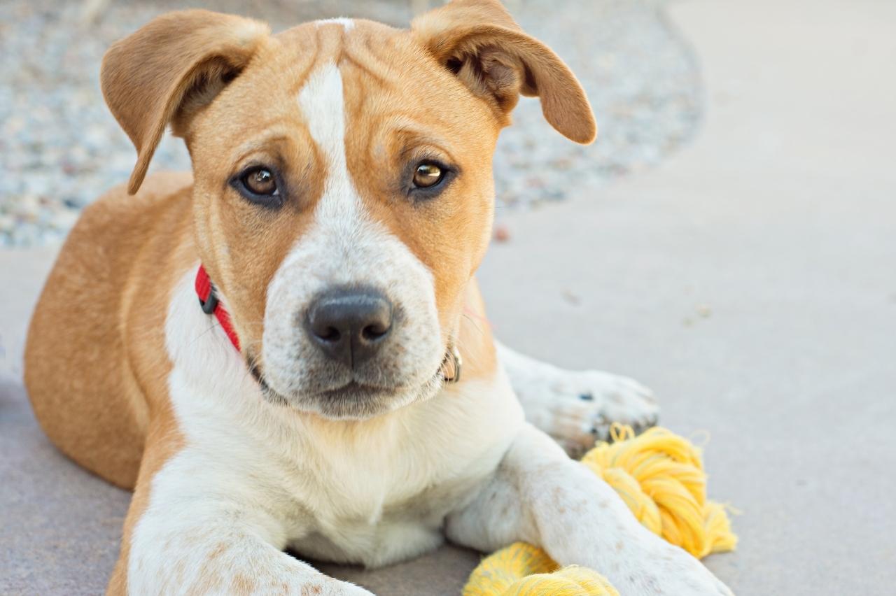 The 8 Best Dog Bathtubs For Staffordshire Bull Terriers