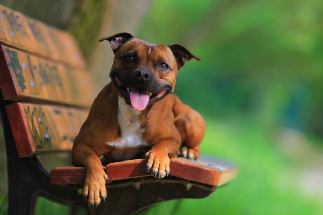 Staffordshire_Bull_Terrier_Article9