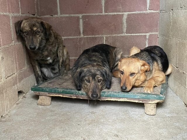 Stray Macedonia Dogs Need Homes